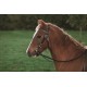 WESTERN RAWHIDE PLAIN PONY BRIDLE & REINS WESTERN RAWHIDE PLAIN PONY BRIDLE & REINS