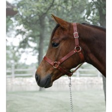 RIVETED LEATHER HALTER, HORSE