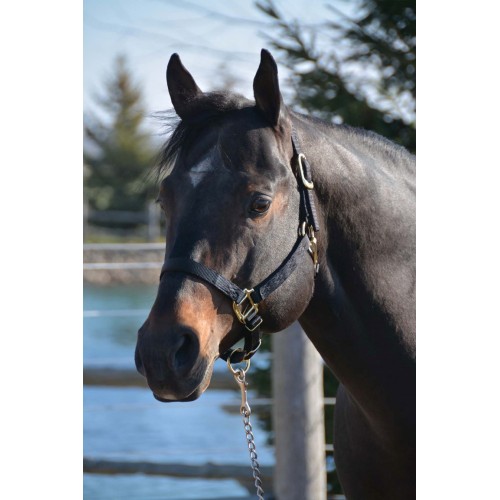 HAMILTON 1 INCH QUALITY HALTER WITH ADJUSTABLE CHIN AND SNAP AT THROAT