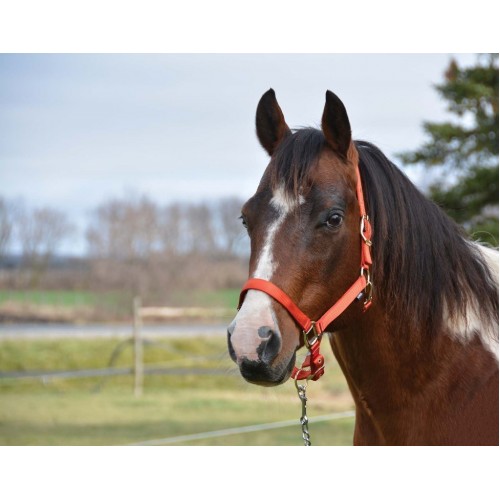 COUNTRY LEGEND SOFT-TOUCH HALTER